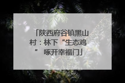 陕西府谷镇黑山村：林下“生态鸡” 啄开幸福门